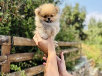 Teddy Pomeranian Boo yavrular hazır