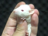 10 Adet Yavru Rat Hepsi Sahiplendirilecektir
