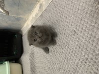 Scottish fold blue