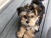 Bol tüylü pofuduk yavru yorkshire terrier