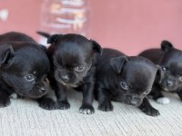 XXS TEACUP CHİHUAHUA BEBEKLER