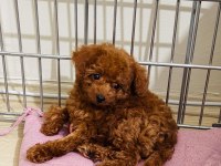 Toy Poodle 3 aylık