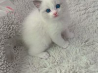 Anne Altından Safkan Ragdoll Yavru kediler