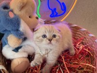 Scottish fold ayı bebekler safkan top kafalar
