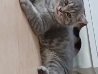 Minik Şirin Kedim