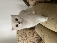 Scottish fold dişi secereli