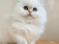 Anne baba şecereli british ve scottish yavrularım
