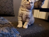 Anne Altından Silver British Shorthair Yavrumuz