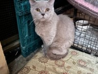 British Shorthair Kedisi
