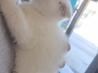 2 Aylık Scottish Fold Bebeklerimiz Sahiplerini bekliyor