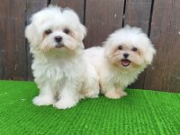 Kore Maltese 3 Aylık