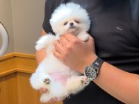 3 Aylık Pomeranian Dişi