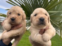 Golden retriever yavrular