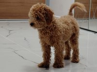 6 AYLIK ERKEK MALTİPOO AŞILARI TAM