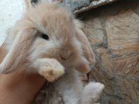 Lop tavşanı