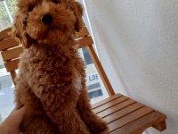 Köpeğimi bazı sebeplerden dolayı vereceğim