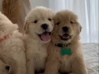 Çocuk Dostu Golden Retriever Yavrular