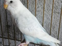 Yavru muhabbet kuşu