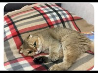 acil yeni yuva arıyorum scottish fold dişi
