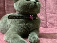 Sevimli dostumuza sıcak yuva scottish fold