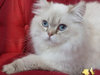 Maine coon iki yaşında