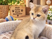 British Shorthair Golden