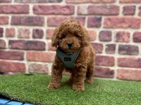 Sevimli Toy Poodle Yavrularımız