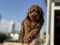 Redbrown toy poodle yavrularımız ziyarete açık