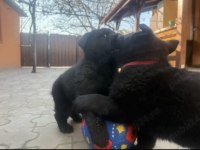 TÜRKİYENİN EN ÖZEL BELÇİKA KURDU YAVRULARI BLACK SOLİD