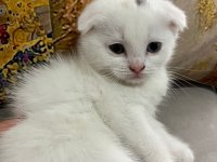 Scottish fold yavru kedilerimiz yeni yuvasını arıyor