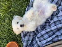 Yavru Malta terrier