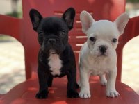 Safkan French Bulldog Yavruları