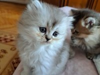 British Golden Longhair ve Silver Bebeklerimiz