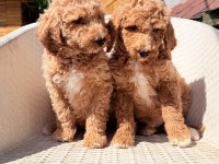 Dev Gibi Poodle Yavrular