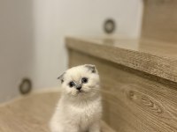 SCOTTISH FOLD BLUE POİNT YAVRULARIM 