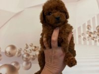 Çikolata Toy Poodle