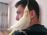 Ele kola Alışkın lutino sultan papağanı