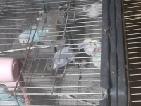 Kendim evde beslemekteyim ele alıştırmak için hazır kuşlar