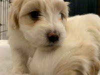10 Ocak Doğumlu 1 Kız ve 1 Erkek Terrier (Rezerveye Açık)