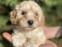 Maltipoo Bebekler
