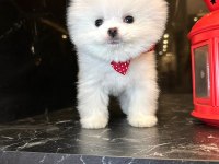 KAR BEYAZ POMERANİAN BOO YAVRUSU