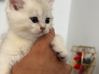 45 günlük british longhair yavrumuz
