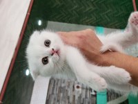 Nazlımın scottish fold bebekleri