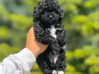 Benimle tanışmadın mı hala maltipoo
