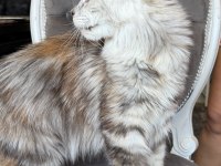 MAİNE COON XXXL POLYDACTYL DİŞİ SILVER 66/66