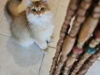 Golden british longhair bebeğimiz