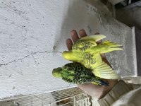 YENİ YEME DÜŞMÜŞ ELE ALIŞTIRMALIK MUHABBET KUŞU YAVRULAR