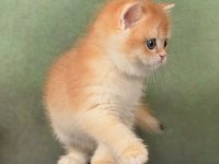 Manken gibi Golden British Shorthair 