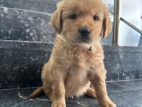 A kalite sağlık ırk garantili golden retriever yavrular