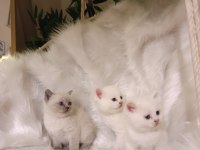 Sevimli british shorthair bebekler